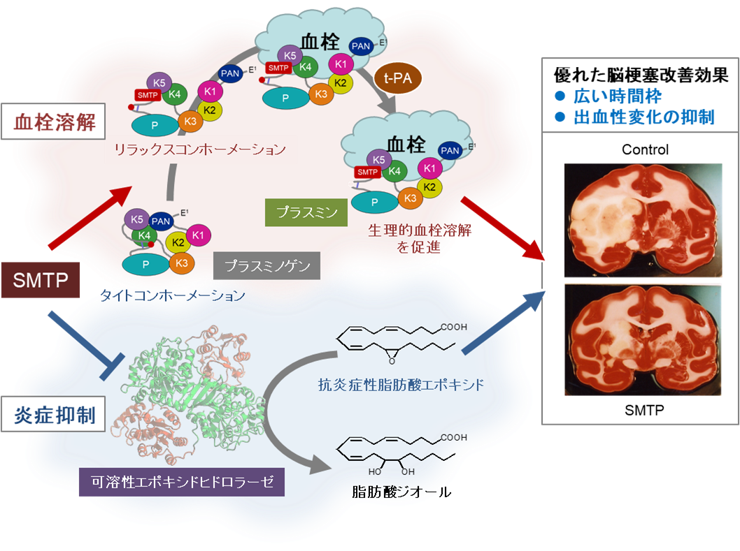 2021年5月13日リリース〕東京農工大学発「新規脳梗塞治療薬」の臨床第Ⅱ相試験成功・目標達成 | 2021年度 プレスリリース一覧 |  プレスリリース | 広報・社会連携 | 大学案内 | 国立大学法人 東京農工大学