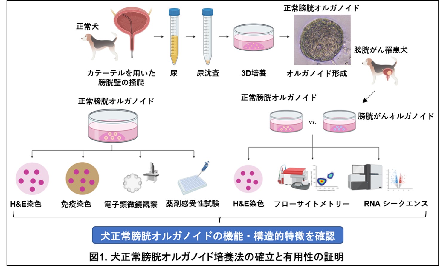 日本臨床 新時代の臨床糖尿病学 上、下新品未使用