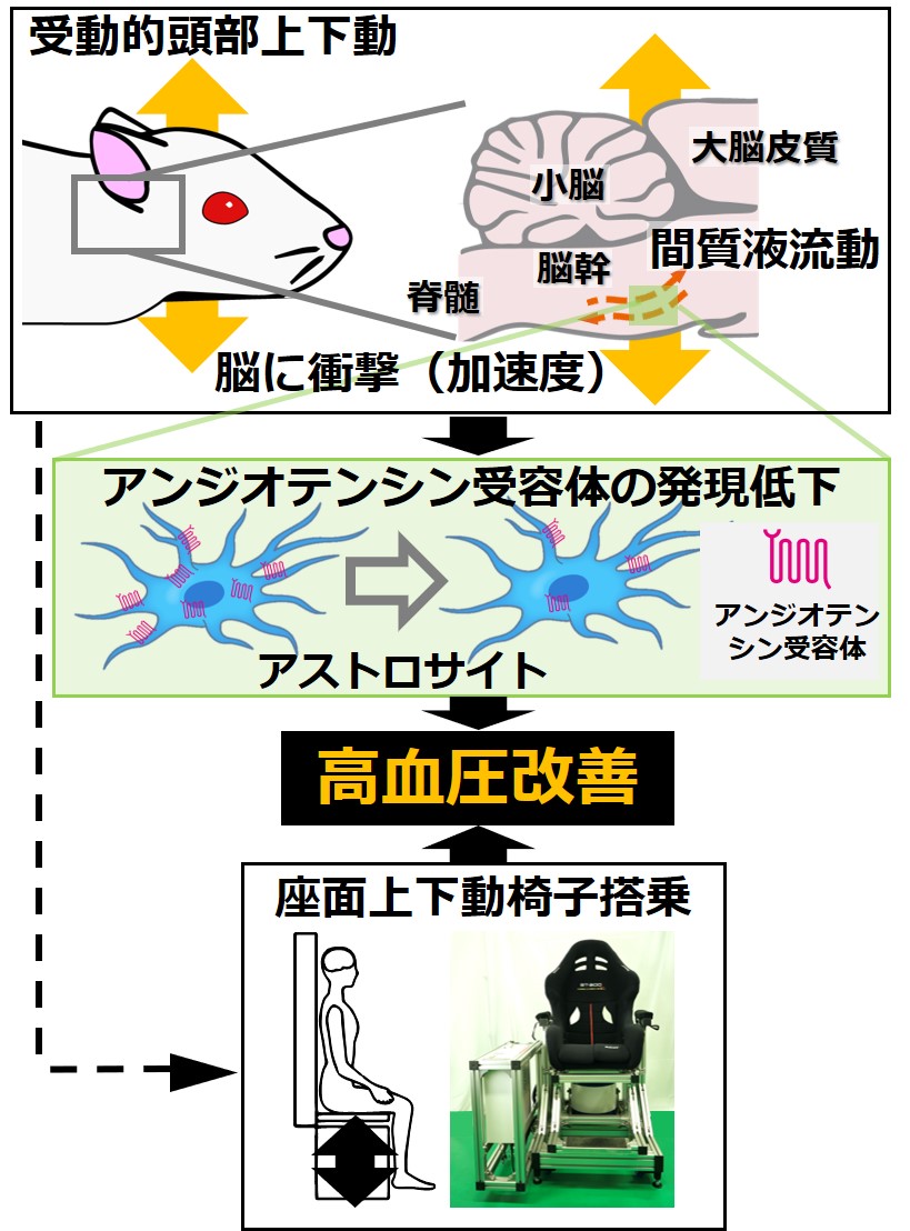 2023年7月7日リリース〕“適度な運動”が高血圧を改善するメカニズムを