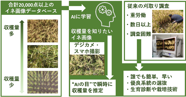 2023年7月21日リリース〕“AIの目”によるイネ収穫量の簡単・迅速