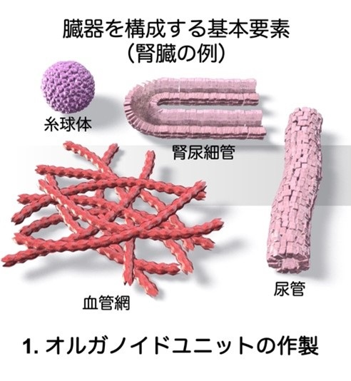 2024年11月28日リリース〕臓器をパーツに分けて組み立てる