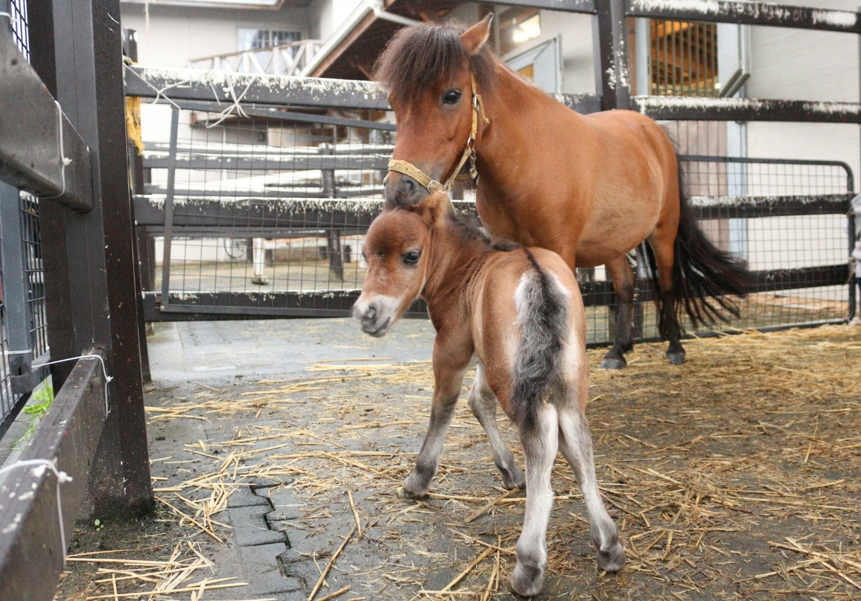 アメリカンミニチュアホースの仔馬が誕生 お知らせ ニュース 国立大学法人 東京農工大学