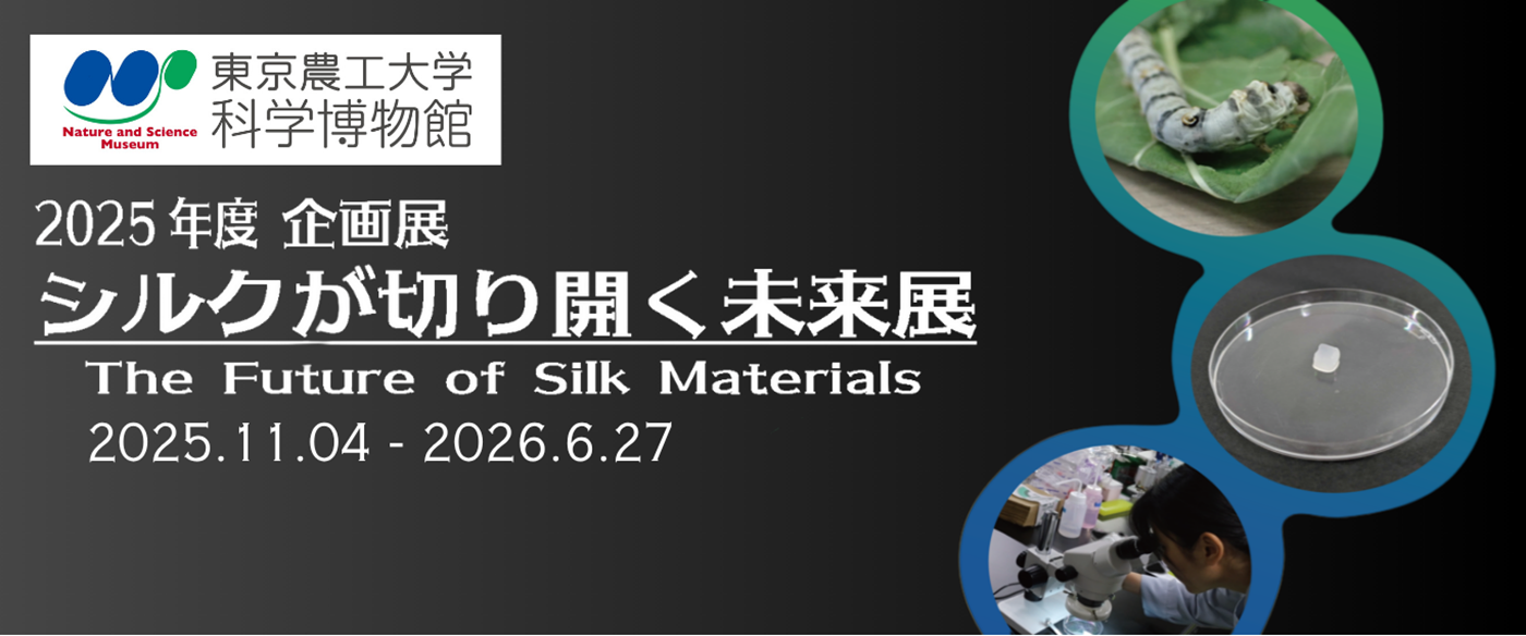 mainarea_kahaku_silkmirai.png