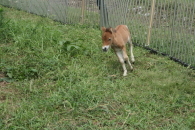 8月18日、元気に走り回る子馬