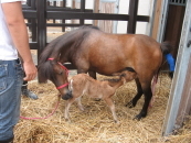 8月13日、初乳（母乳）を飲む子馬