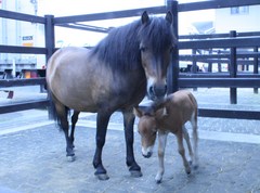 6月19日 仲良く寄添う母馬と仔馬