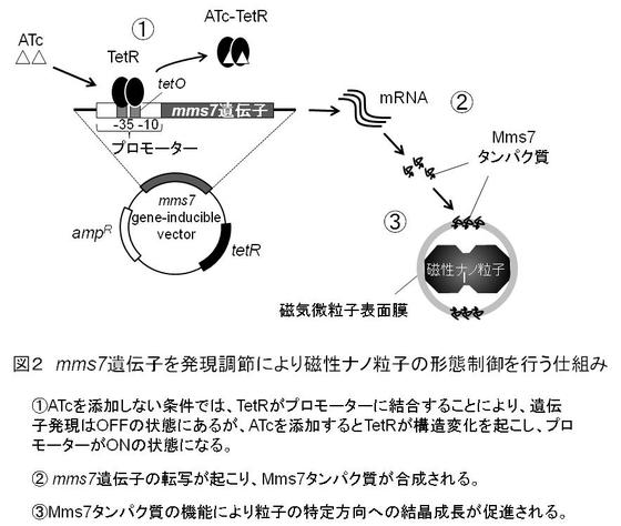 〔2016年7月14日リリース〕磁性ナノ粒子の形や大きさを制御する新手法を開発