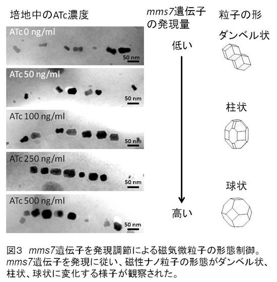 〔2016年7月14日リリース〕磁性ナノ粒子の形や大きさを制御する新手法を開発