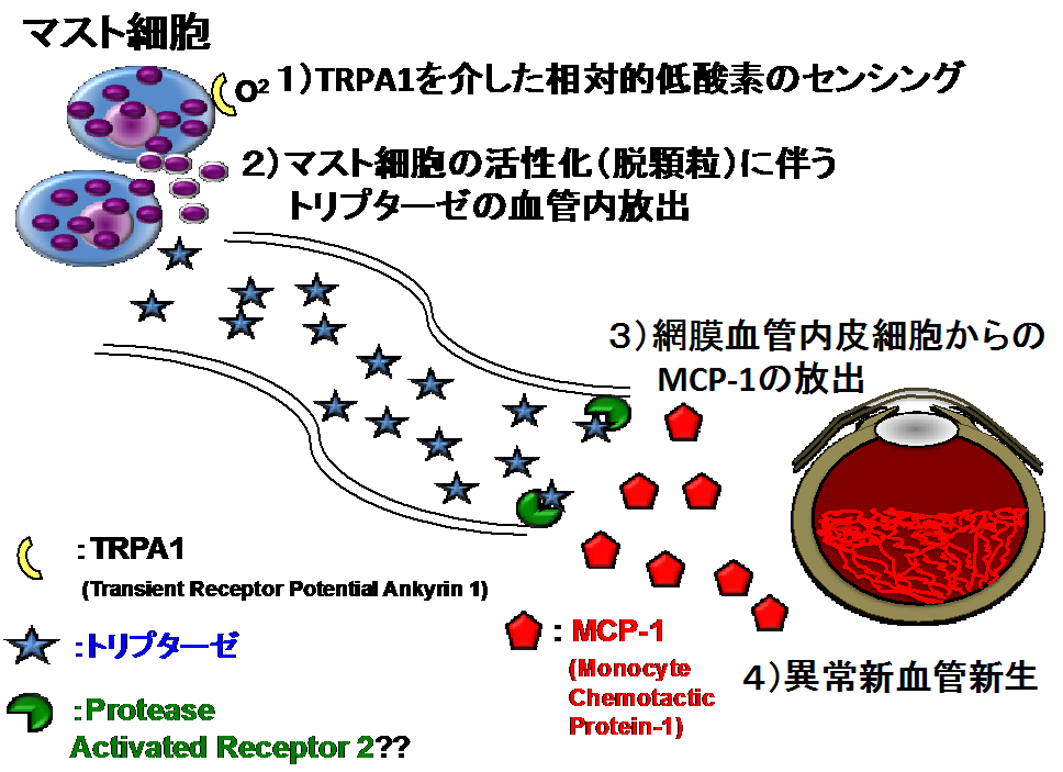 図１