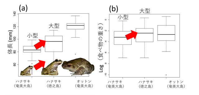 19年10月1日リリース 奄美群島の固有カエル 競争不在の徳之島で大型化 19年度 プレスリリース一覧 プレスリリース 広報 社会連携 大学案内 国立大学法人 東京農工大学