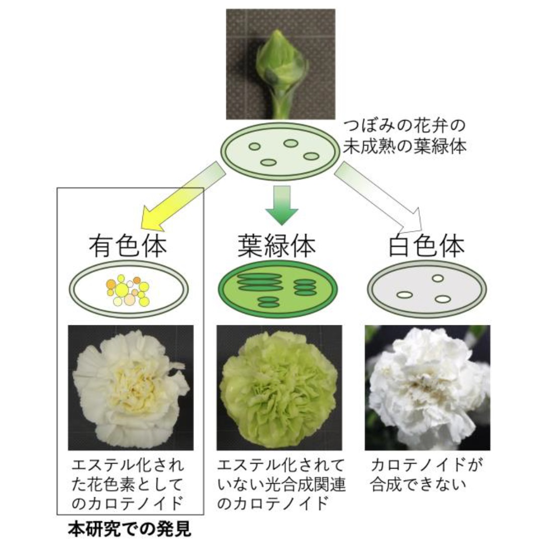 年9月14日リリース カーネーションの花にもカロテノイドの存在を発見 今までにない鮮やかな黄色のカーネーションの品種開発が期待 年度 プレスリリース一覧 プレスリリース 広報 社会連携 大学案内 国立大学法人 東京農工大学