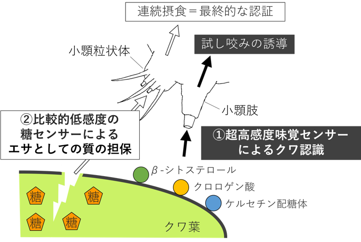 年9月17日リリース クワだけを食べるカイコの食性を実現する 味覚の2段階認証システム を発見 年度 プレスリリース一覧 プレスリリース 広報 社会連携 大学案内 国立大学法人 東京農工大学