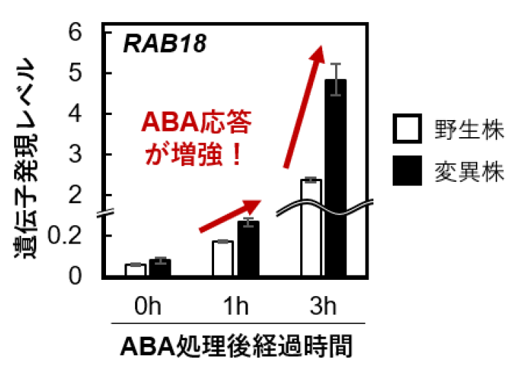 21年7月21日リリース 植物が生長とストレス応答を切り換える仕組みを解明 高い生育能力と強い環境ストレス耐性を併せ持つ作物の創出に期待 21年度 プレスリリース一覧 プレスリリース 広報 社会連携 大学案内 国立大学法人 東京農工大学