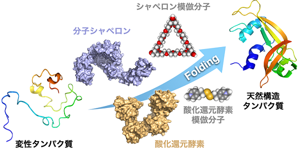進化分子工学 高速分子進化によるタンパク質・核酸の開発  /エヌ・ティ-・エス/伏見譲（単行本） 領域概要 | 新学術領域「高速分子動画」_
