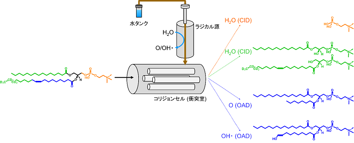 水が脂質の構造を解き明かす？～未知の異性体の発見とその機能を紐解く研究に貢献～