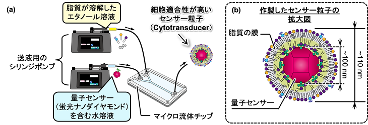 ナノメートルサイズのセンサー粒子が細胞間のコミュニケーションを見える化～細胞間のやり取りを利用して時間的・空間的な細胞情報の推移を取り出すことに成功～