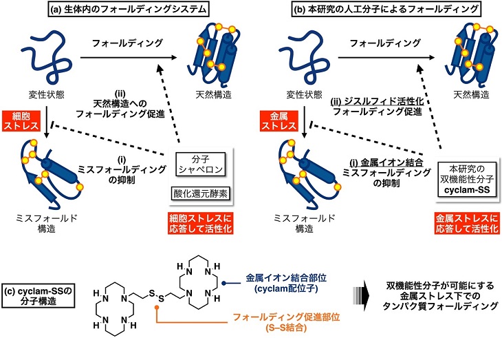 金属ストレス下で活性化されるたんぱく質フォールディング促進剤の開発に成功～金属イオン捕捉とフォールディング促進の二刀流による変性疾患治療への展開へ期待～