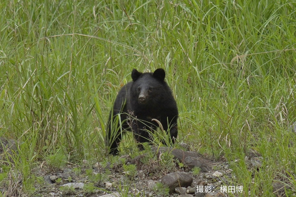 ツキノワグマの脂肪戦略とボディメンテ