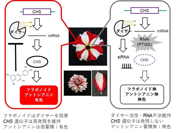 2色模様の花ができるしくみを解明～RNA干渉とフラボノイドによる遺伝子発現調節を発見～