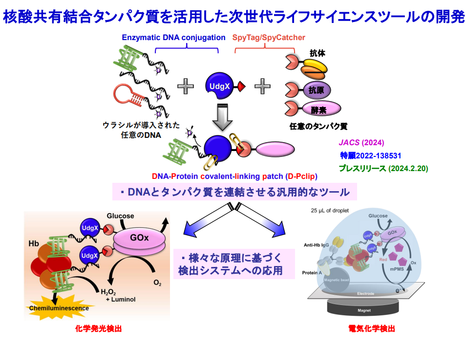 核酸共有結合タンパク質を活用した次世代ライフサイエンスツールの開発